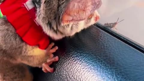 funnyg... galago kitty puppy tik tok funny videos funnygalago