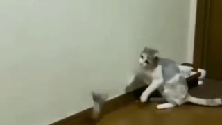 Funny cat