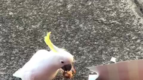 Cockatoo eating KFC Chicken 🐔🍗🐥 in Australia 🧐🧐
