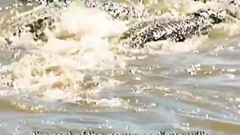 "Fierce Encounter: When Crocodile Clans Clash with Deer Herds"