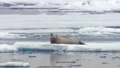 Hungry Polar Bear Hunting in Antarctica