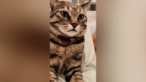 Funny Animals Cute Reactions