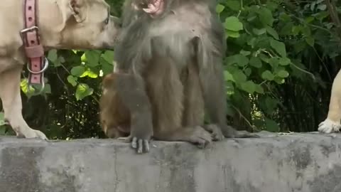 #dogvsmonkey #viral#Dog vs Monkey #shorts#ternding 🐵