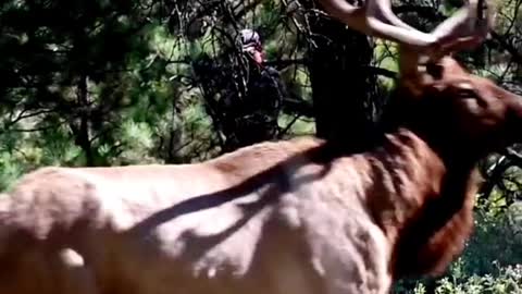 Hunter Aron The tank is coming#deerhunting #huntingseason #deer #bowhunter #archeryhunting #fyp