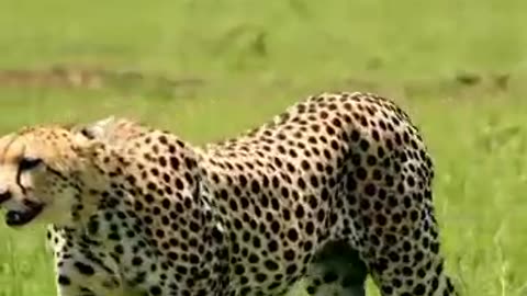 The World's Fastest Animal |🐆🐆🐆