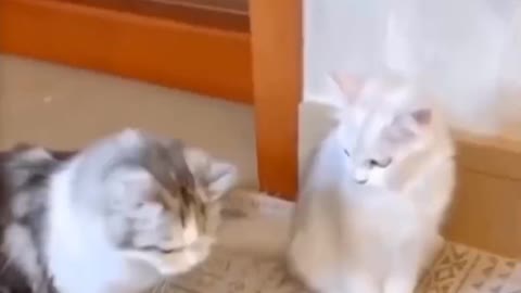 Funny cats