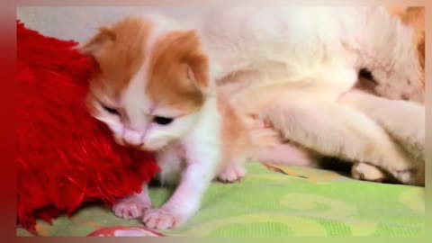 Cute kitten wants to suckle to its mother