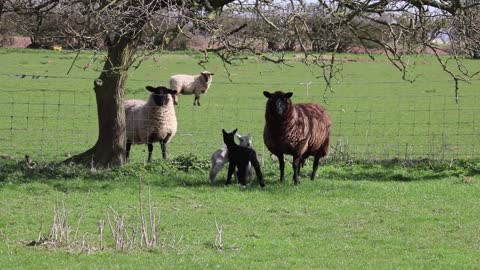 Lamb Ewe Sheep Farm Nature Animal Wool Field
