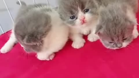 Adorable Newborn Kittens #shorts #kitten #cats