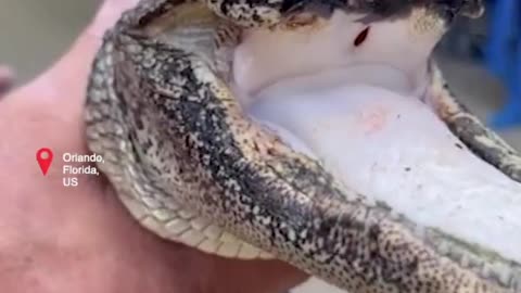 Gator with missing jaw finds home in Florida