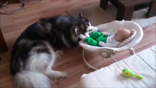 Alaskan Malamute Claims Baby As His Own (And It’s Perfect!)