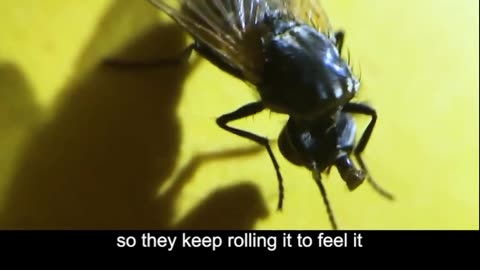 Unbelievable: Flies Twisting Their Heads Off by Accident 🐝🔄😯
