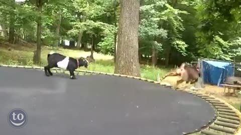 Animals Jumping on Trampolines