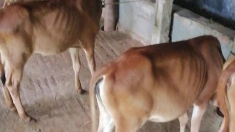 Baby cows playing with the farm