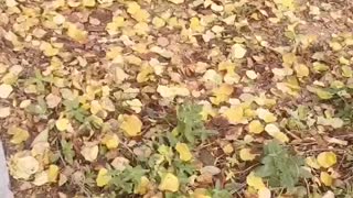 Autumn has come and the leaves have fallen