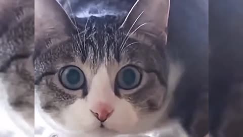 Cute pet funny video