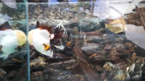 The most beautiful Oranda Goldfish-4