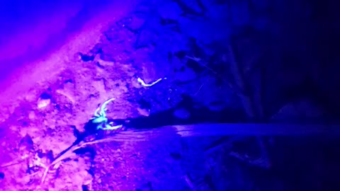 Finding scorpion in night with UV light