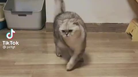 Cat does amazing trick