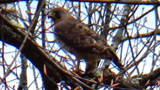 Hawk