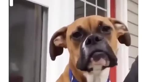 Funny Dog Compilation, funny video, very funny short vidoe