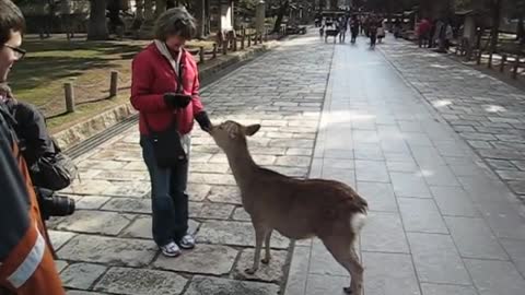 Bowing deer in Nara