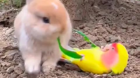 Rabit and Fisher Parrot both are playing
