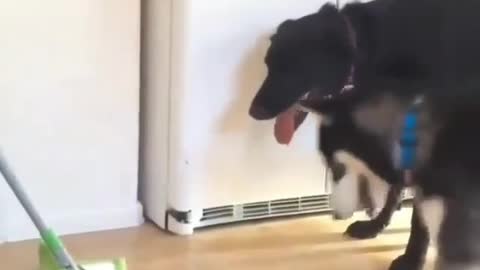 The owner is doing hygiene, but the puppy thinks the owner is playing with them