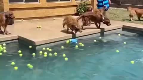 Golden Retriever has 200 tennis balls for his first birthday party