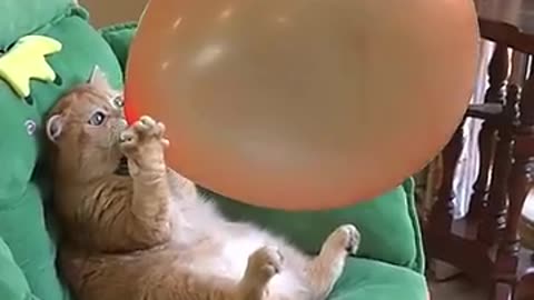 Cat with baloon