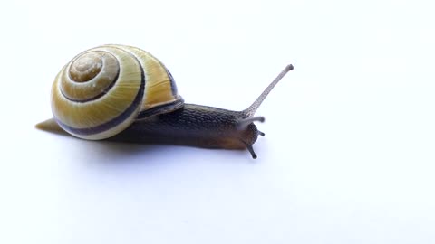 snail-mollusk-shell-slow-nature,Lovely and cute pet