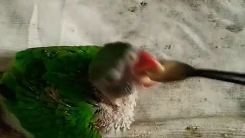 How to feed and feed a parrot's baby