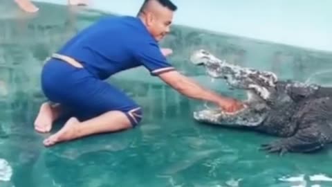 Funny crocodile accident