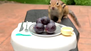 Chico the Chipmunk Packs Cheeks With Fruit
