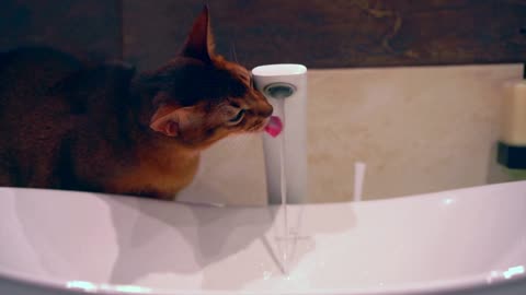 Abyssinian cat playing by the water. Slow motion