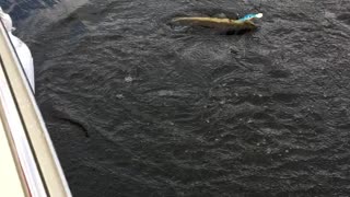 Catching nice size Walleye - Fishing at Long Lake Ontario