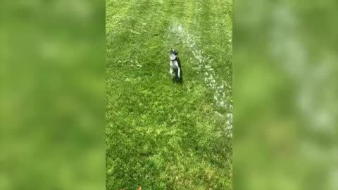 Dog Jumps in The Air Trying to Catch Stream of Water