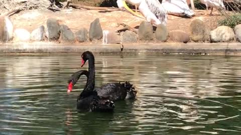 Black swan