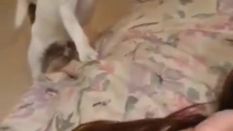 Funniest Cat And Dogs 😂 Funny Animal Videos 2022 #2