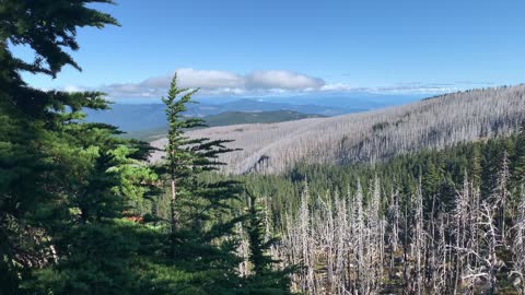 Oregon - Mount Hood - Expansive Basin View from a Clearing in the Trees