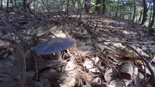 Wild Mushroom