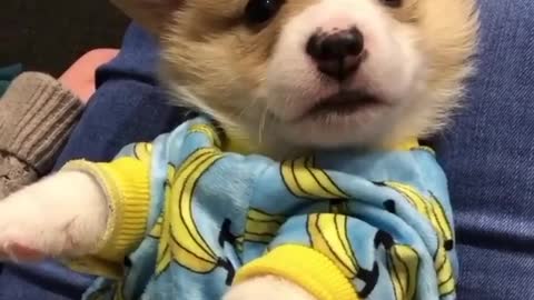Baby Corgi is Observing Everyone Very Cutely😍🥺🥰❤🐶