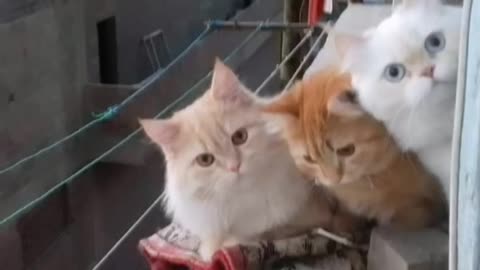 Cat funny video with song 😂😂