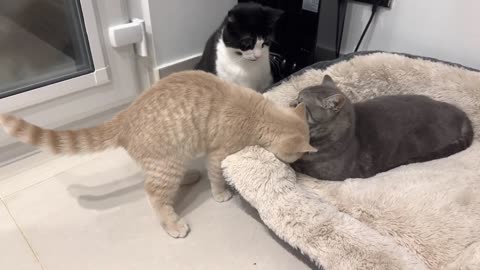 Kitten Adorably Wakes Up Cat And Demands Attention