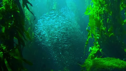 The most beautiful coral reefs and undersea creature on earth