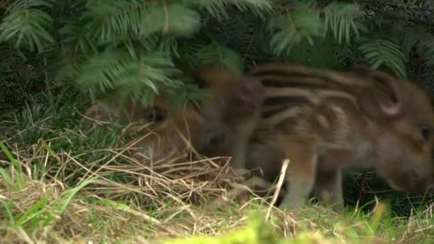 Wild boar house in the forest