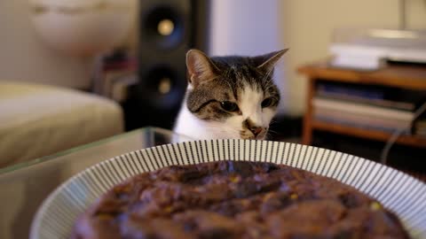 Cat Sniffing Food On The Table