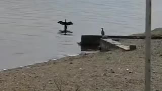 Enchanting Cormorant Birds of Dojran Lake!