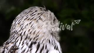 Top 3 Beautiful Birds in 4K - Most mind relaxing