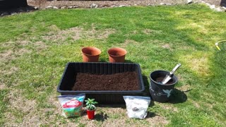 Planting Chili Peppers in containers 4/10/23